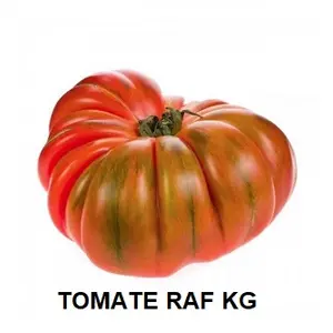 F.A TOMATE RAF KG